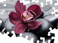 orchid, drops, water, Stones