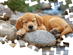Stones, water, sleepy, dog, Puppy