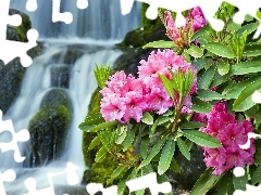 waterfall, Pink, rhododendron