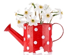 White, peas, red hot, watering can, narcissus