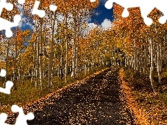 autumn, birch, Way, forest