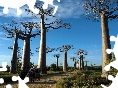 Way, wagon, viewes, Baobabs, trees
