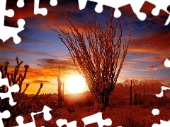 west, sun, Sonora, Desert, Ocotillo