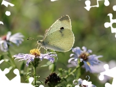 butterfly, Insect, White, Cabbage
