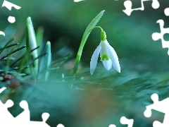 Colourfull Flowers, Snowdrop, White