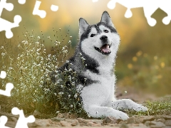 dog, White, Flowers, Siberian Husky