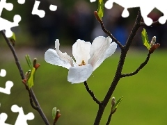 Colourfull Flowers, Magnolia kobus, White