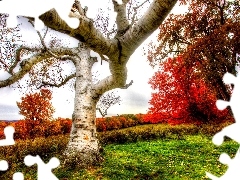White, birch-tree, trees, viewes, Autumn