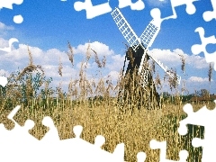 Meadow, grass, Windmill, dry