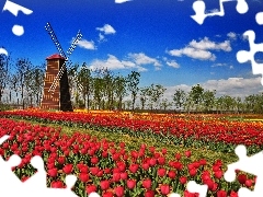 tracts, tulips, Windmill, red