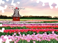 Windmill, Field, Tulips