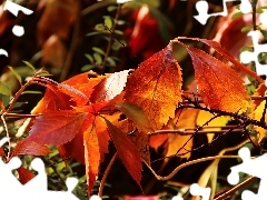 Wine, autumn, Leaf, wild, Red