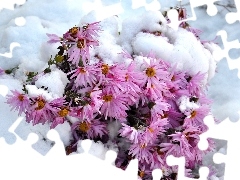 winter, Snowy, Flowers
