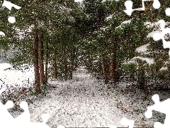 winter, dog, forest