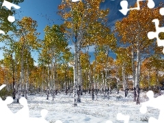 forest, Paths, winter, birch