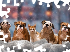 English Bulldogs, four, winter, snow, cat, Dogs