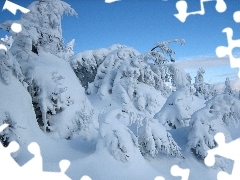 Sky, snow, winter, Spruces