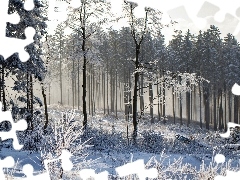 winter, forest, snow