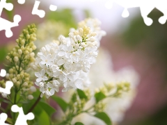 White, Syringa, Flowers, without
