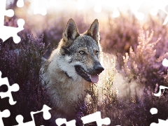 heath, dog, Czechoslovakian Wolfdog