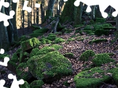 viewes, forest, Wooded, moss, Stones, trees