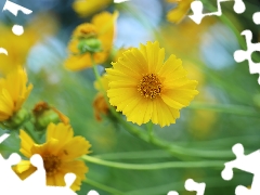 Calliopsis, Flowers, rapprochement, Yellow