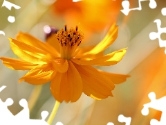 Colourfull Flowers, Cosmos, Yellow
