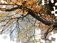 water, trees, Yellow, Leaf, autumn, by