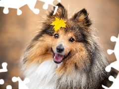 dog, Yellow, leaf, shetland Sheepdog