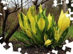 Colourfull Flowers, Lysichiton americanus, Yellow