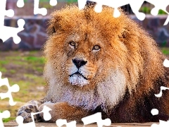 zoo, Lion, mane